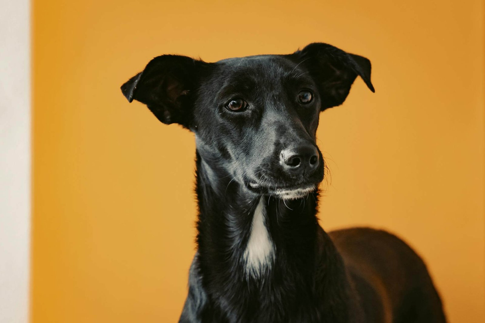 Plano funeral pets